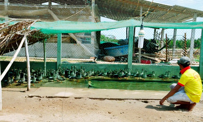 Mekong Delta: sea duck farming to adapt to climate change  - ảnh 1